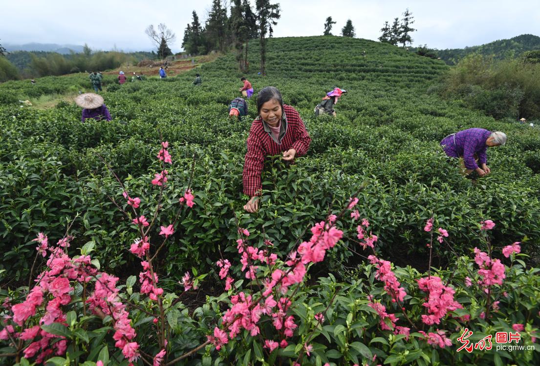 抢抓农时采春茶 茶香满园促增收