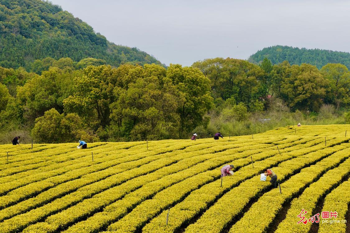 抢抓农时采春茶 茶香满园促增收