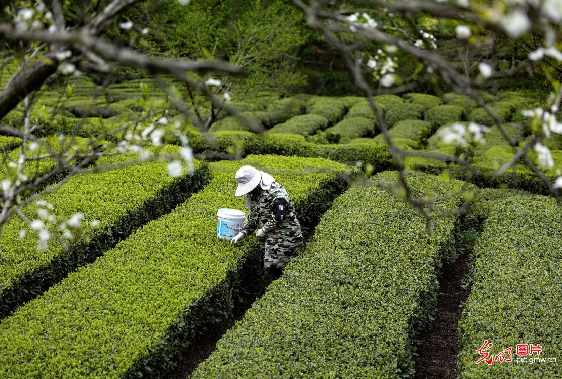 抢抓农时采春茶 茶香满园促增收