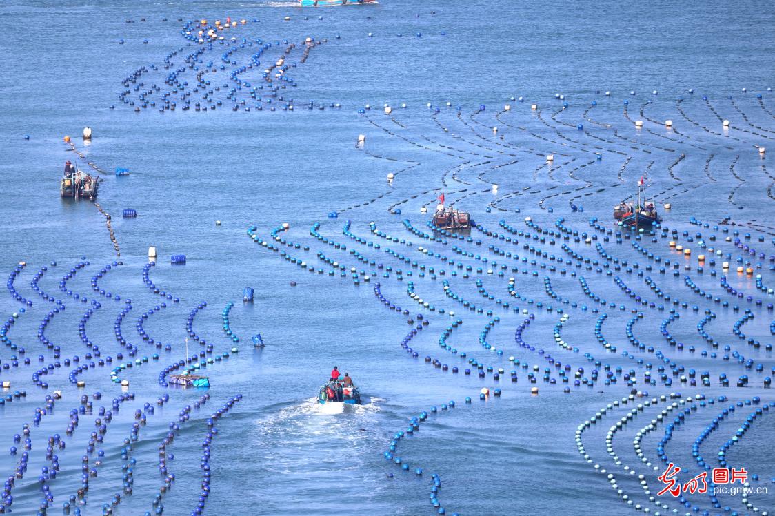 【春耕进行时】“海上春耕”绘丰景