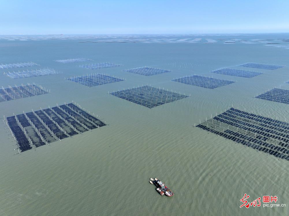 【春耕进行时】“海上春耕”绘丰景