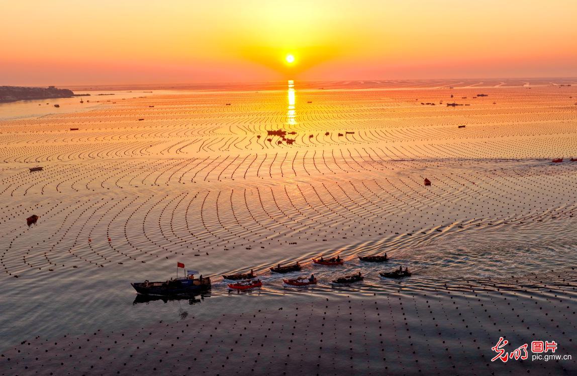 【春耕进行时】“海上春耕”绘丰景
