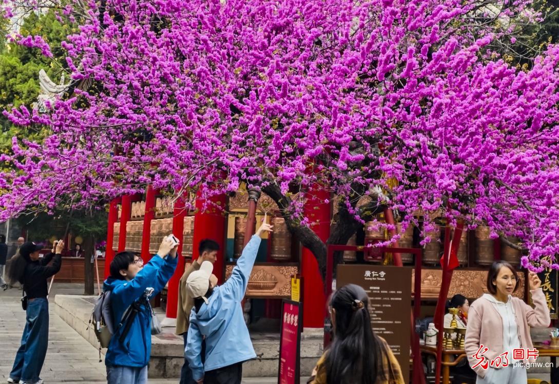 春日繁花缀山河 共赴人间好风光