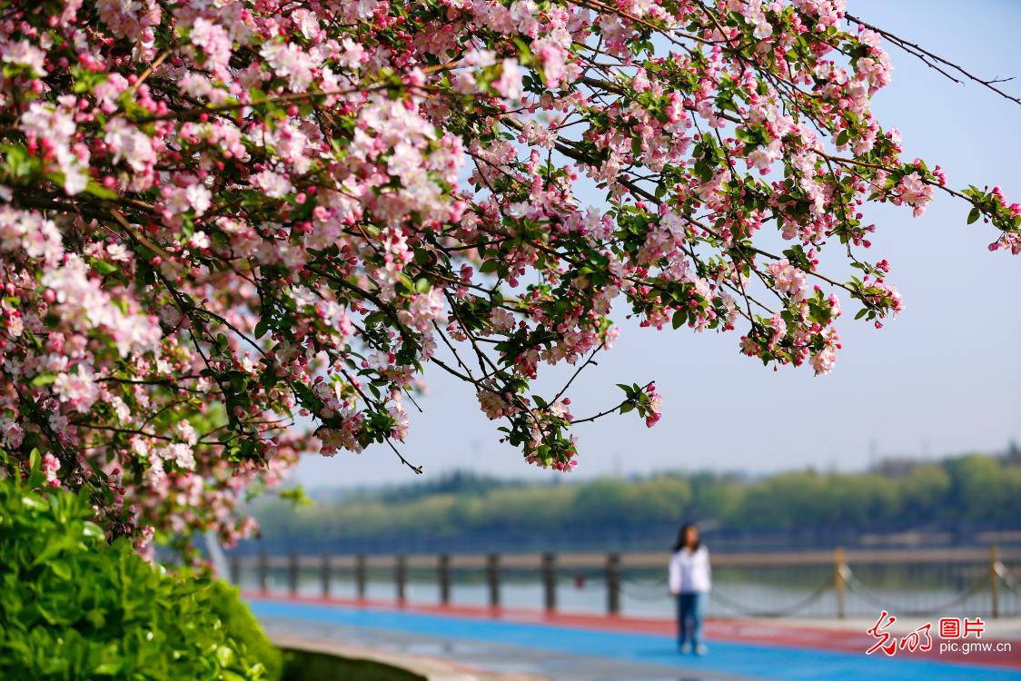 春日繁花缀山河 共赴人间好风光