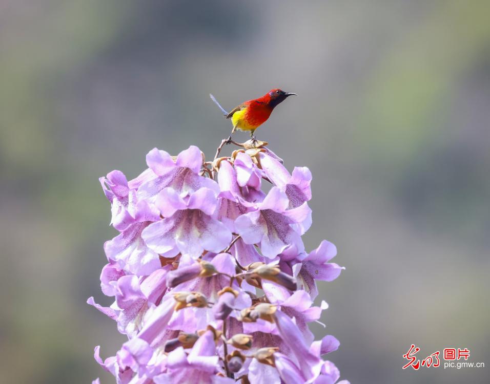 以花为信 交换春天