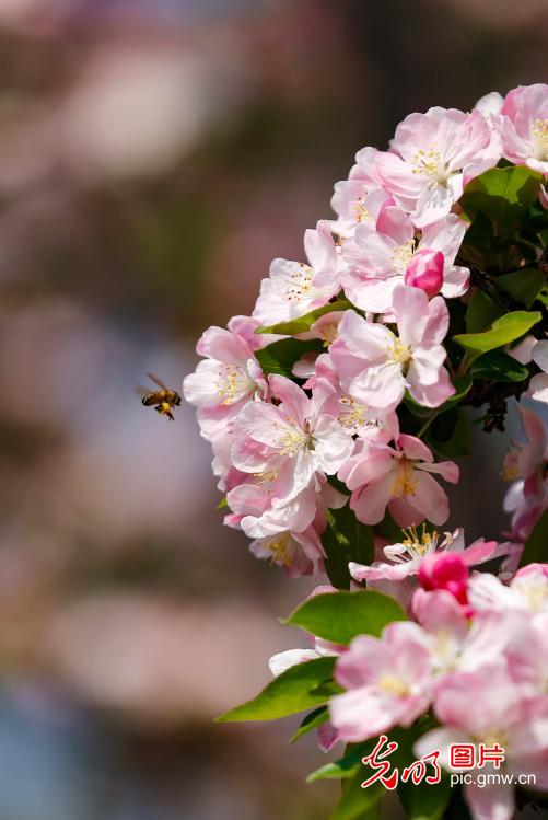以花为信 交换春天