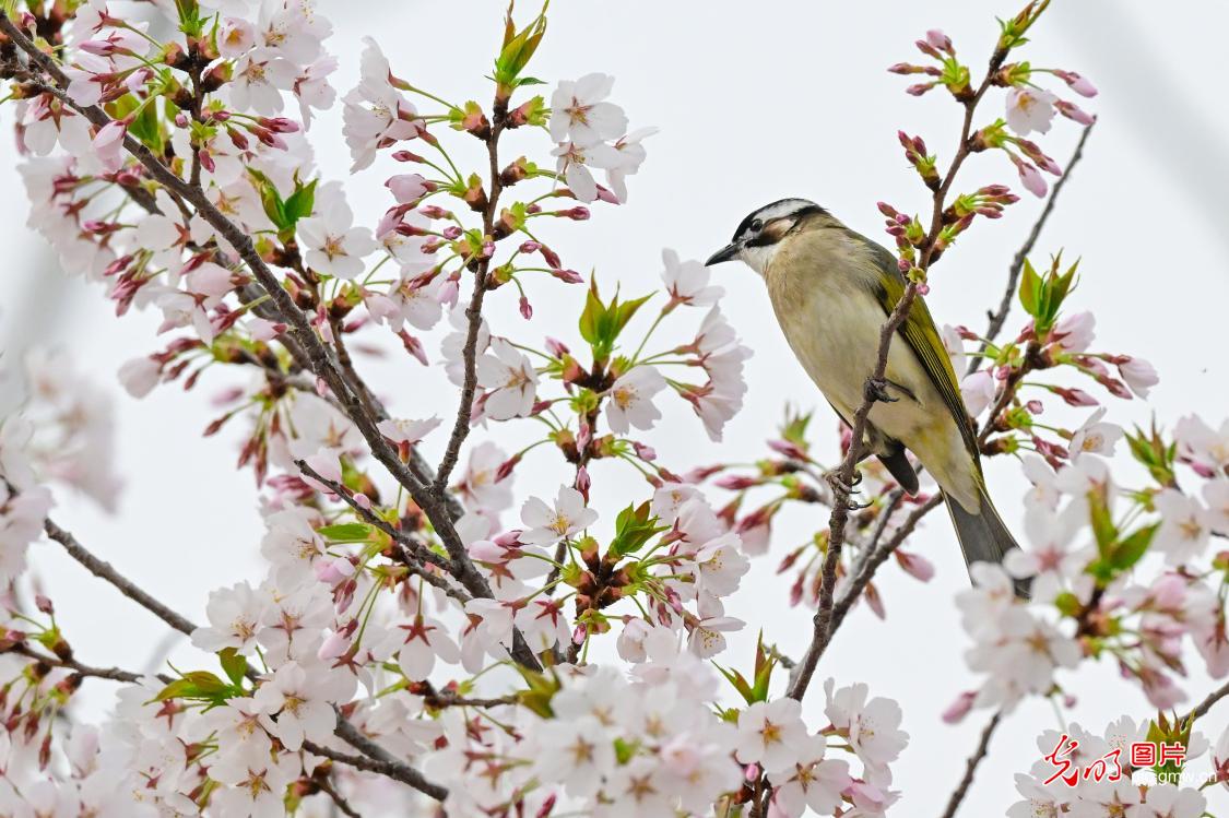 以花为信 交换春天