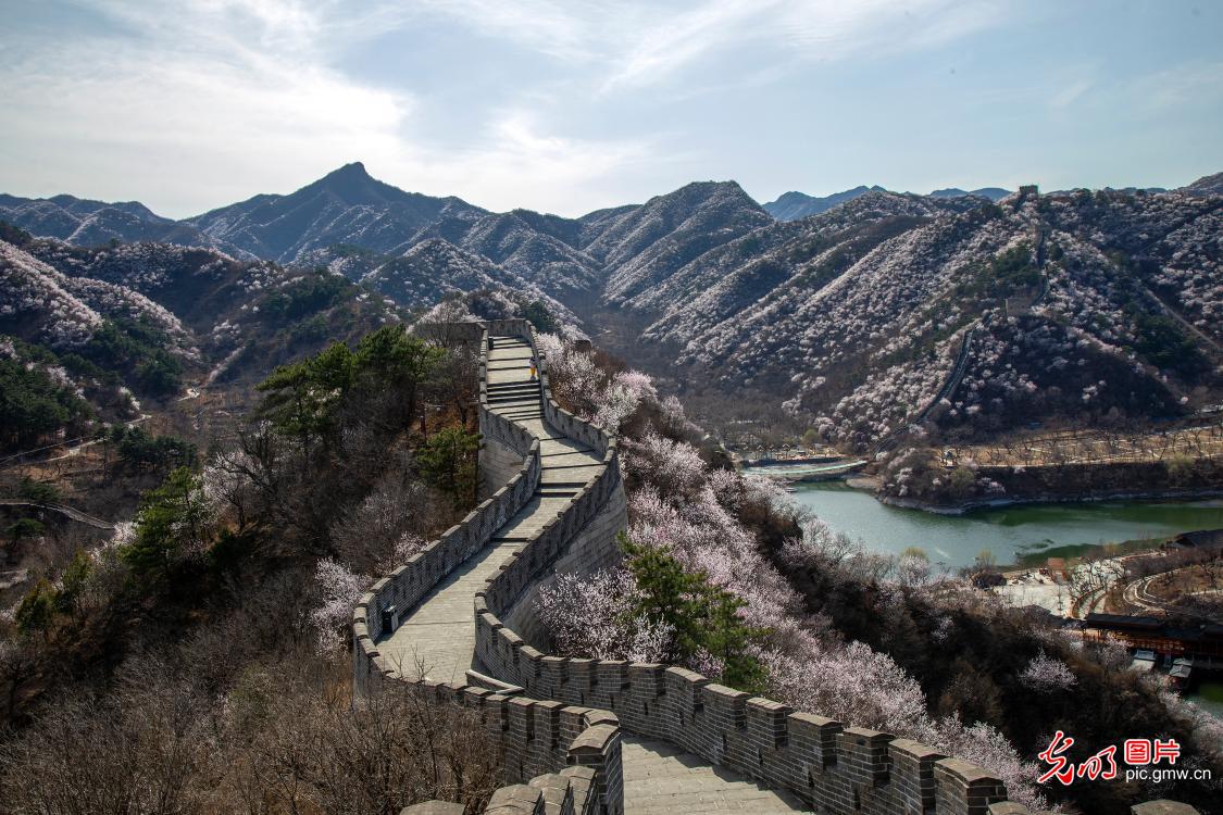 以花为信 交换春天