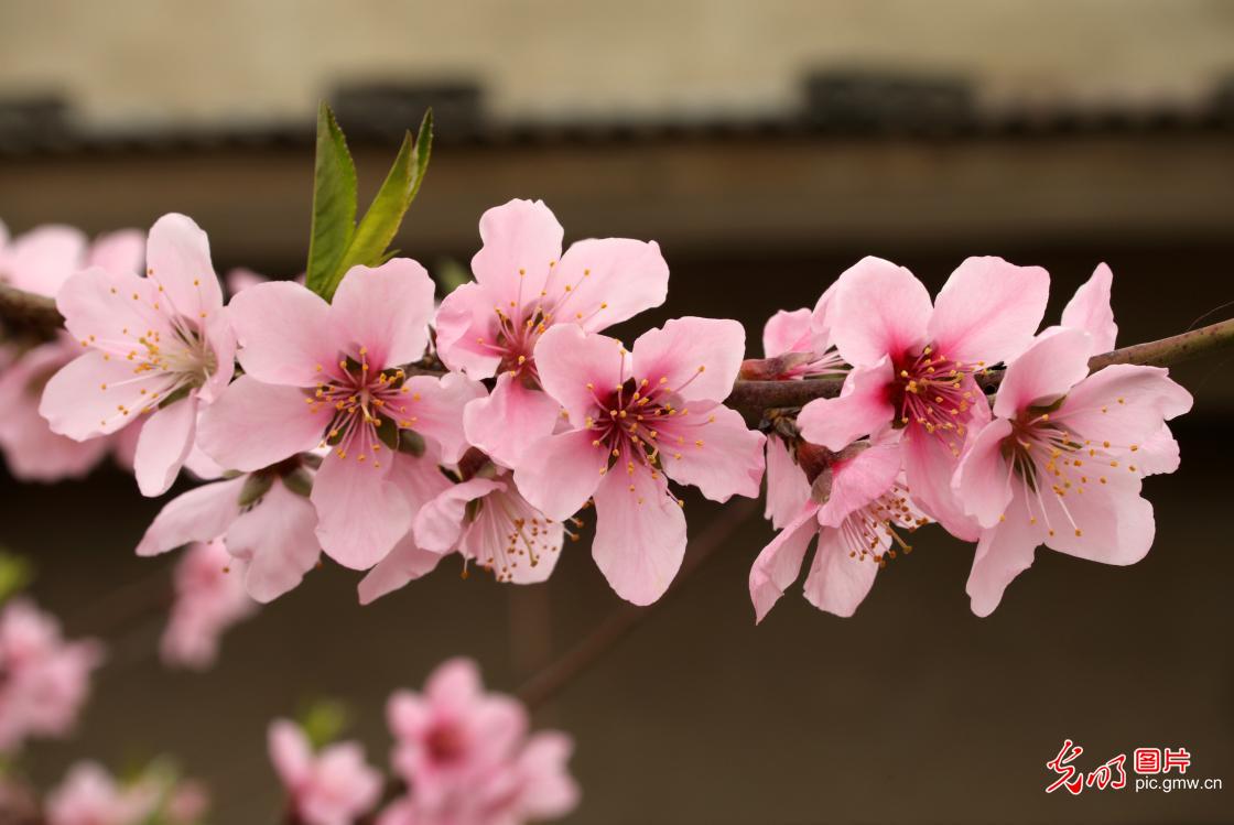 以花为信 交换春天