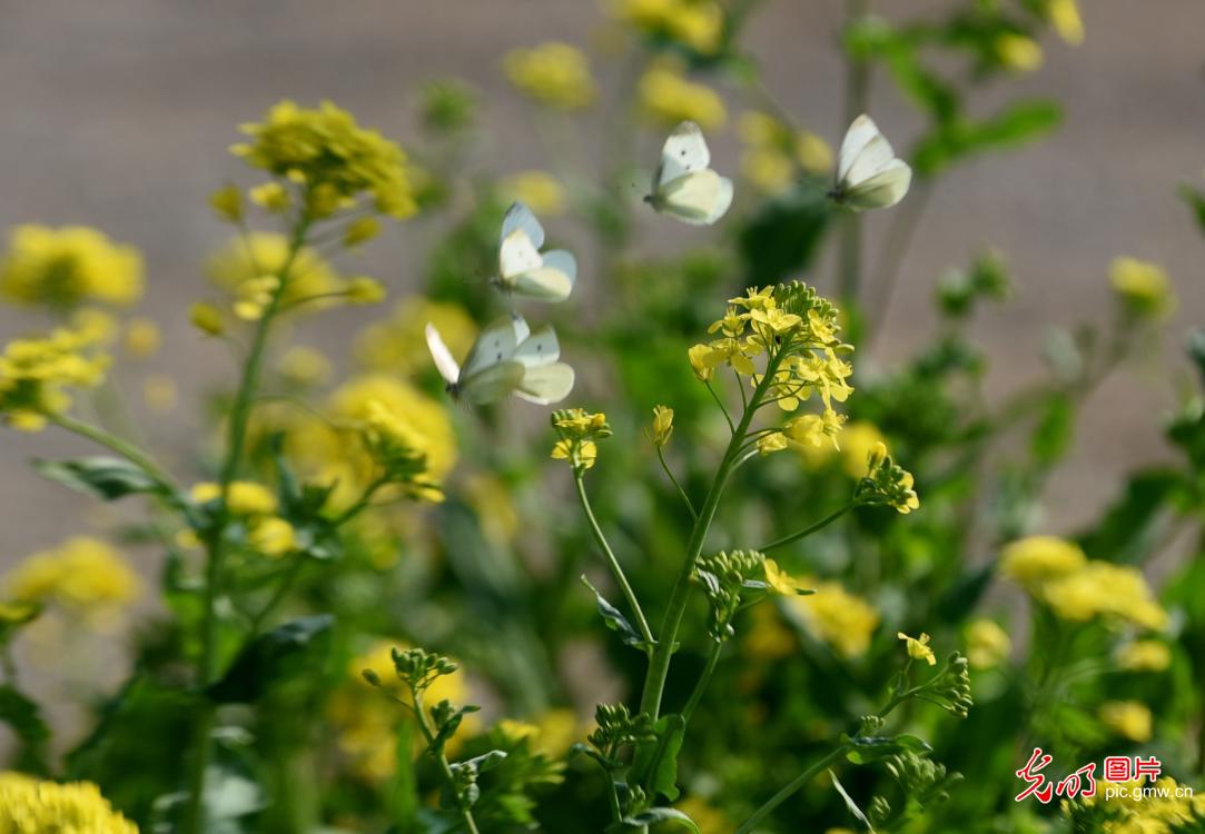 以花为信 交换春天