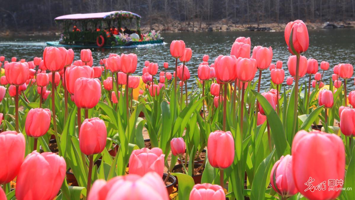 以花为信 交换春天