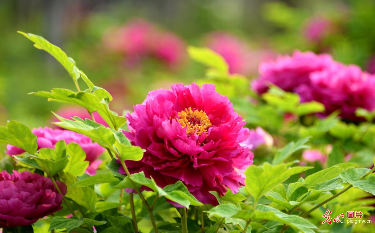 以花为信 交换春天