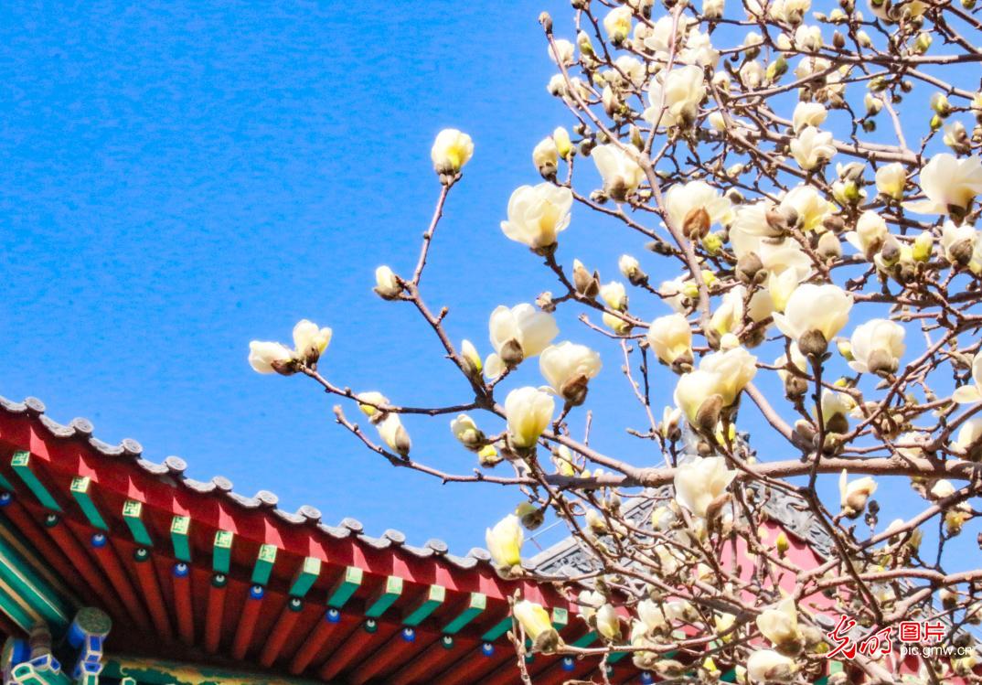 以花为信 交换春天