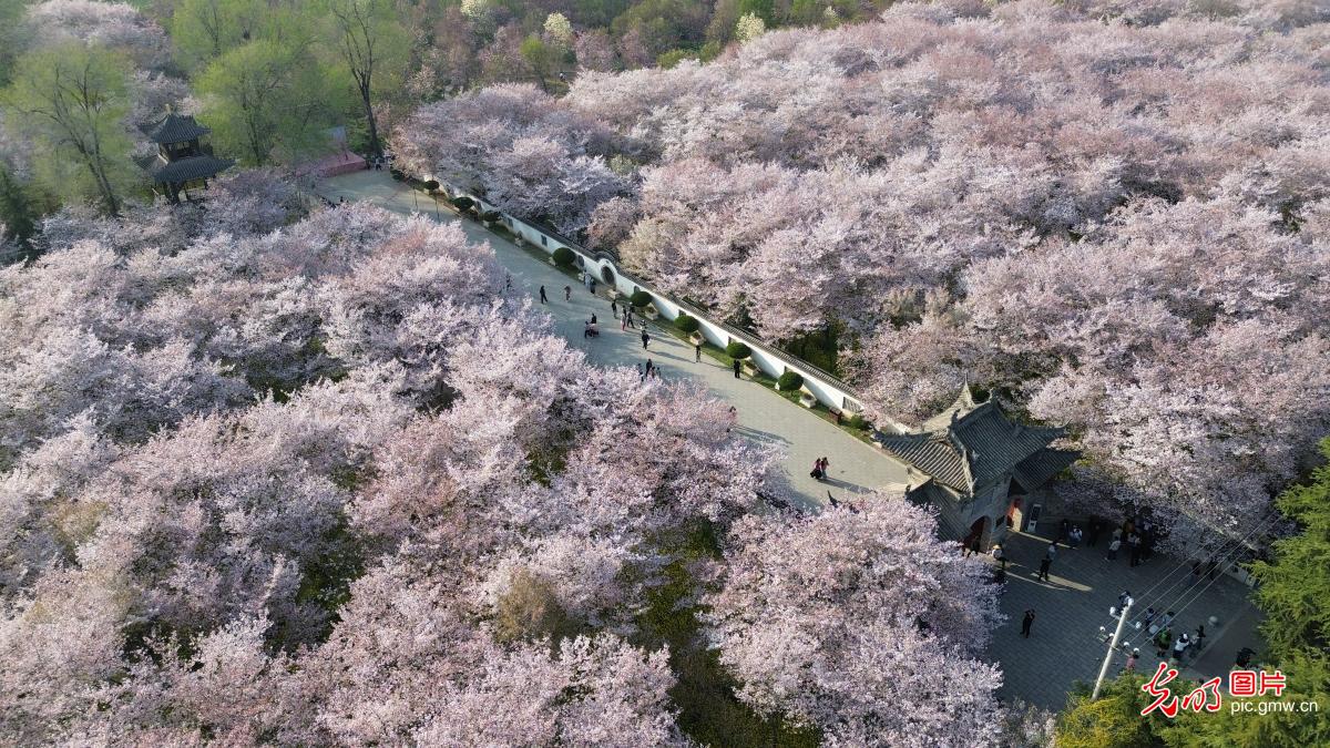 以花为信 交换春天