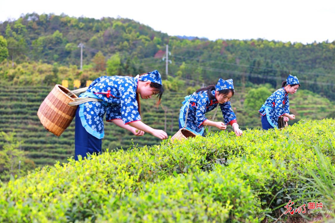 春茶采摘忙