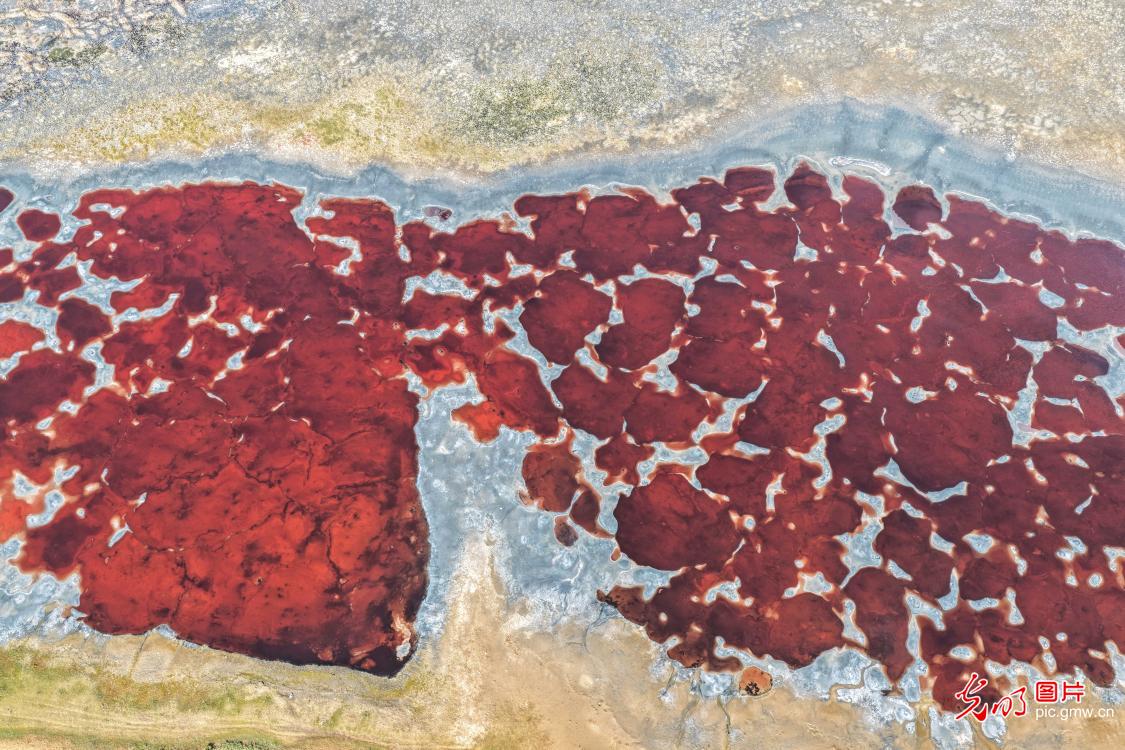 【AIGC动画】一色一风景 大地尽芳华 【AIGC动画】一色一风景 大地尽芳华