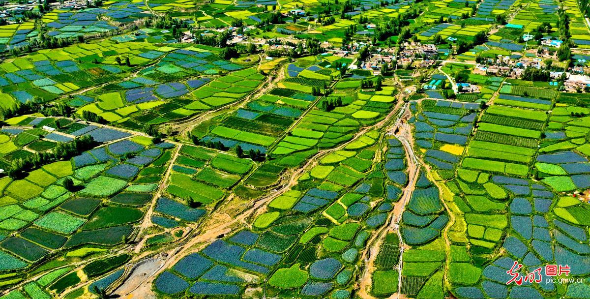 【AIGC动画】一色一风景 大地尽芳华 【AIGC动画】一色一风景 大地尽芳华