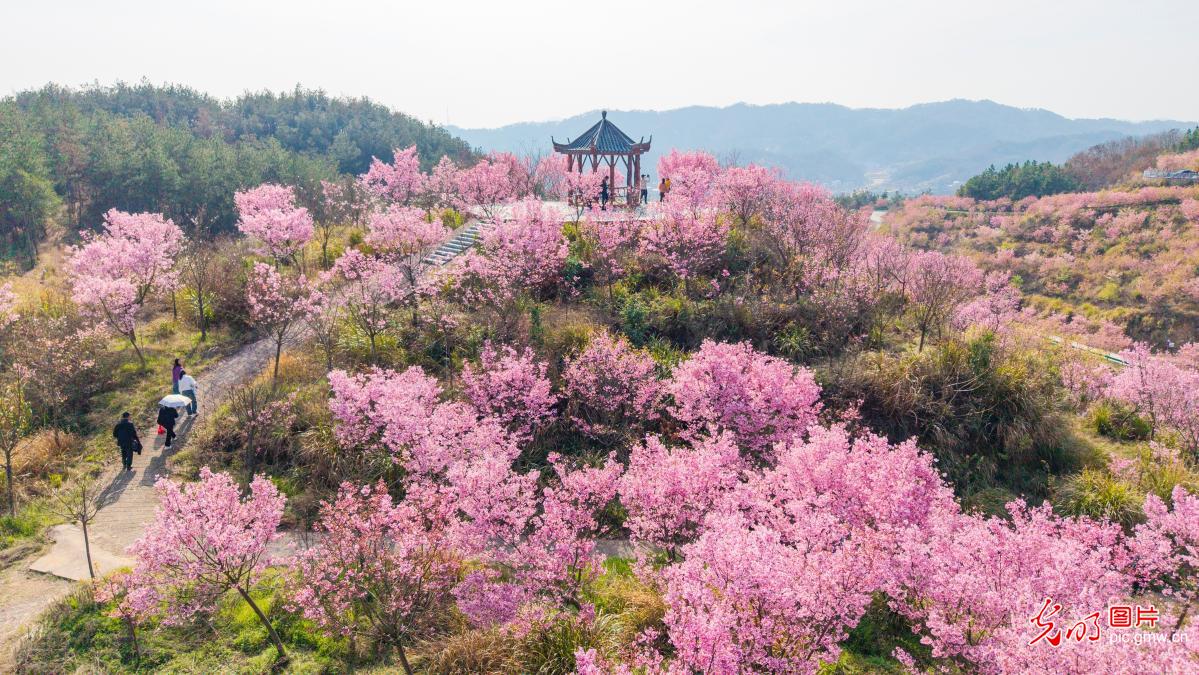 【AIGC动画】一色一风景 大地尽芳华 【AIGC动画】一色一风景 大地尽芳华