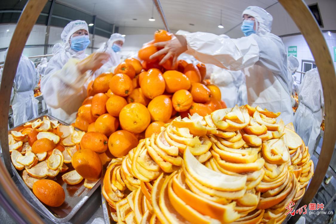 橙皮深加工 助果农增收