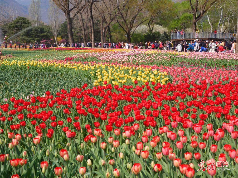 游园赏花醉春光