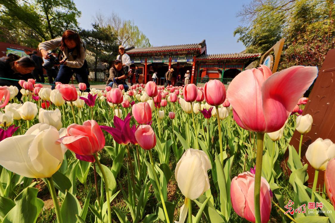 游园赏花醉春光