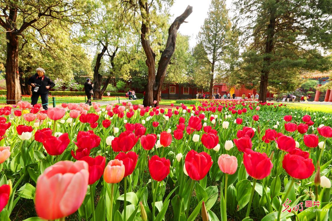 游园赏花醉春光