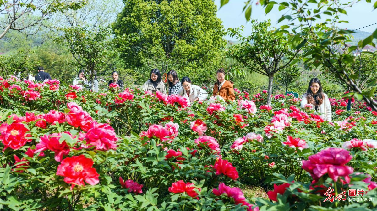 乡村牡丹园 花开醉游人