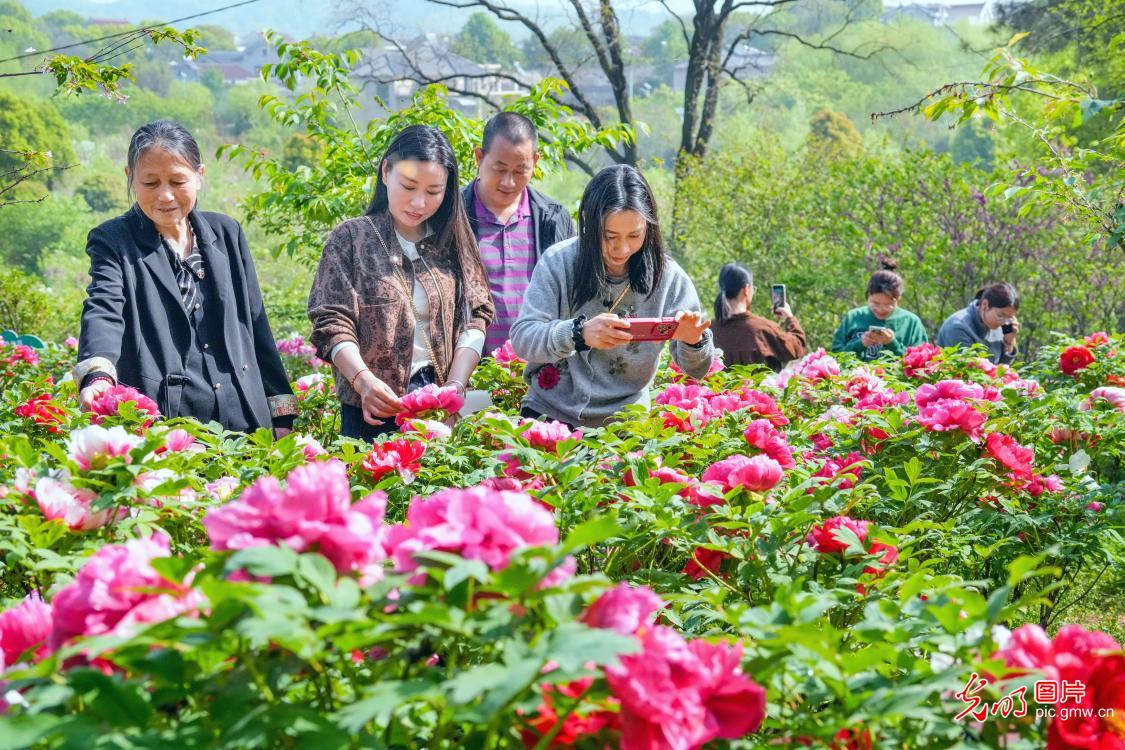 乡村牡丹园 花开醉游人