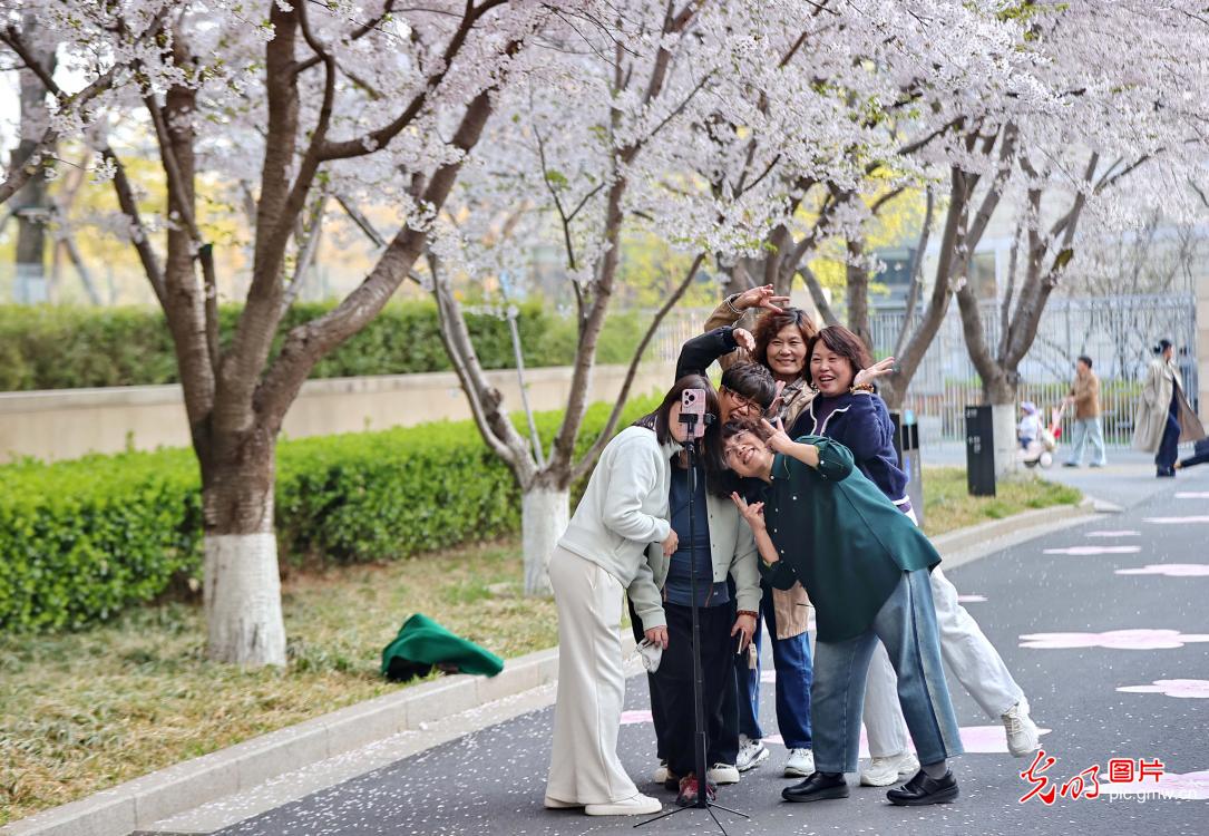 繁花盛放 绘就春日画卷 繁花盛放 绘就春日画卷