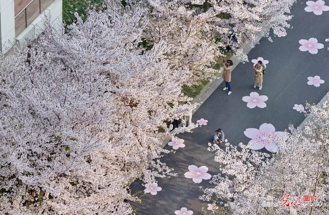 繁花盛放 绘就春日画卷 繁花盛放 绘就春日画卷