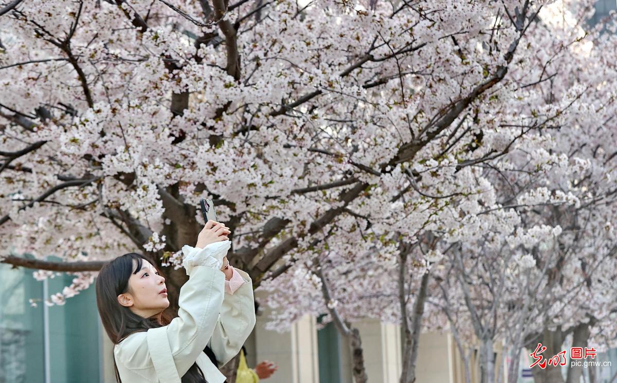 繁花盛放 绘就春日画卷 繁花盛放 绘就春日画卷
