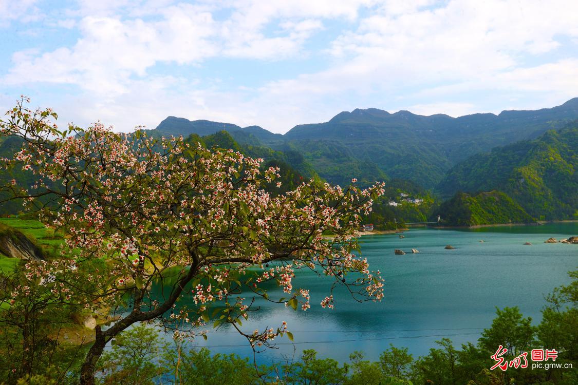 桐花掩映堰塞湖 桐花掩映堰塞湖