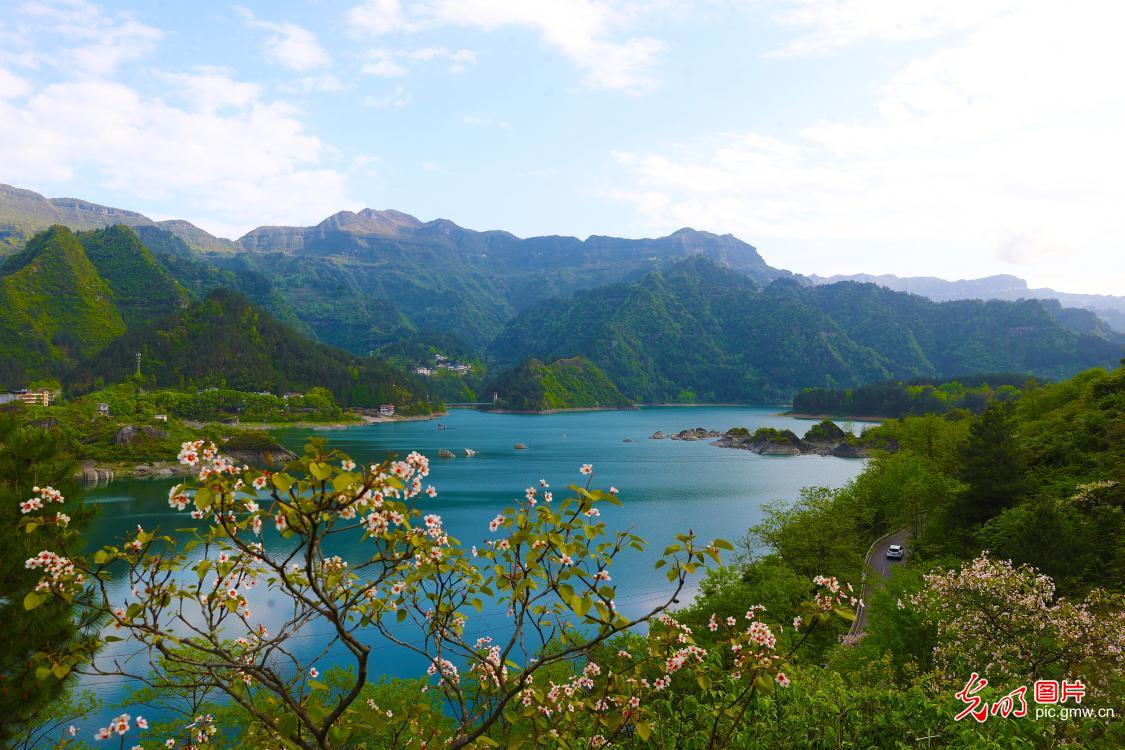 桐花掩映堰塞湖 桐花掩映堰塞湖