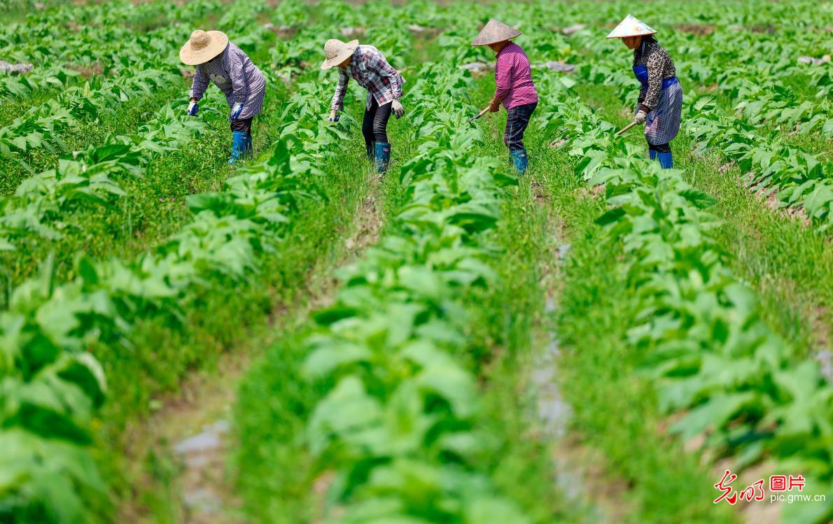 谷雨将至春光好 阡陌耕耘正当时