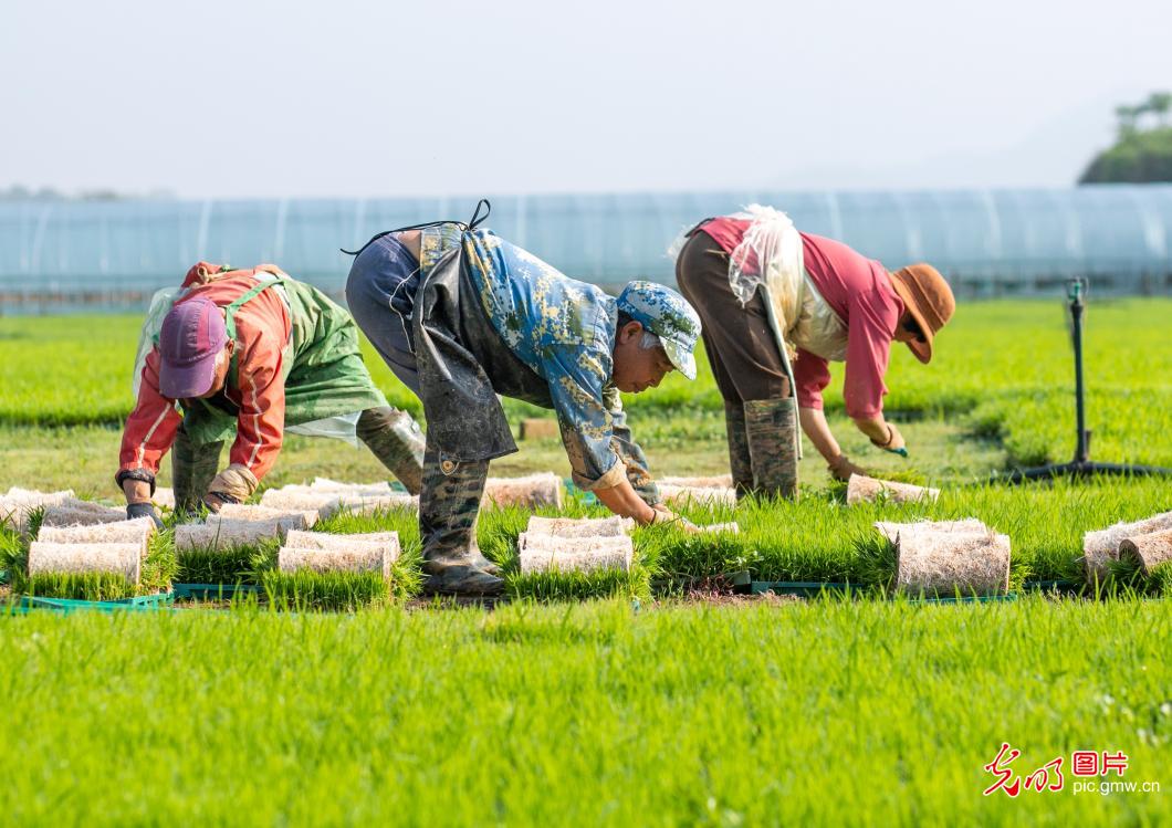 谷雨将至春光好 阡陌耕耘正当时