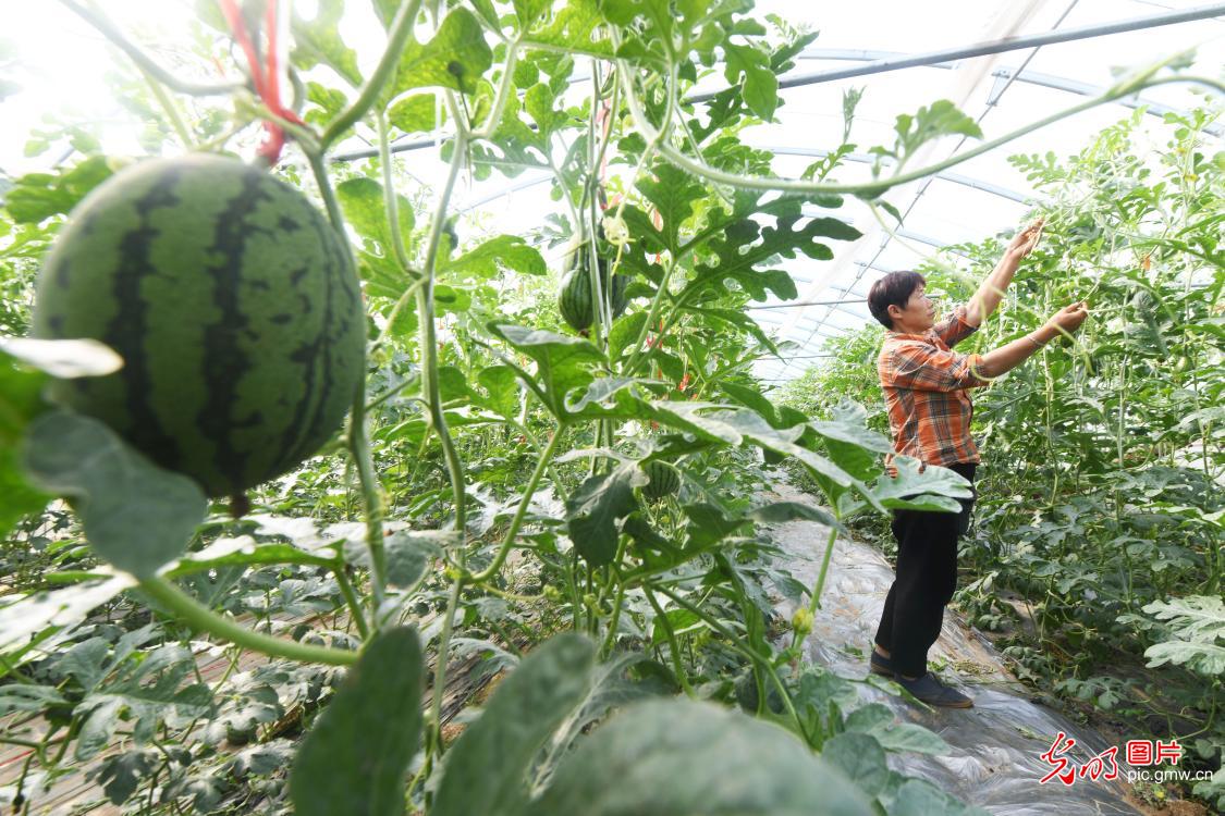 谷雨将至春光好 阡陌耕耘正当时