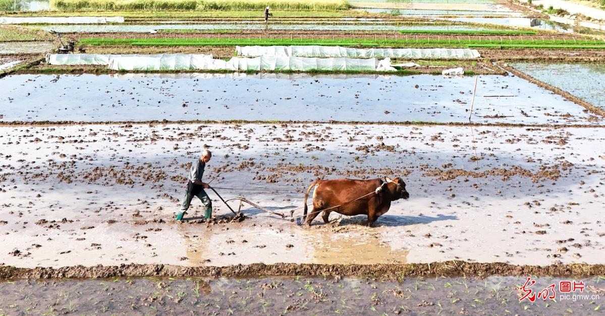 谷雨将至春光好 阡陌耕耘正当时