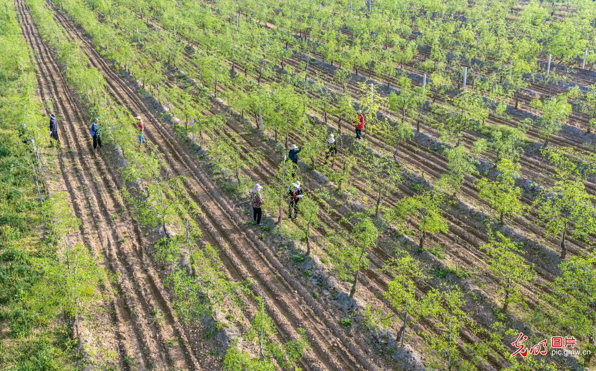 谷雨将至春光好 阡陌耕耘正当时