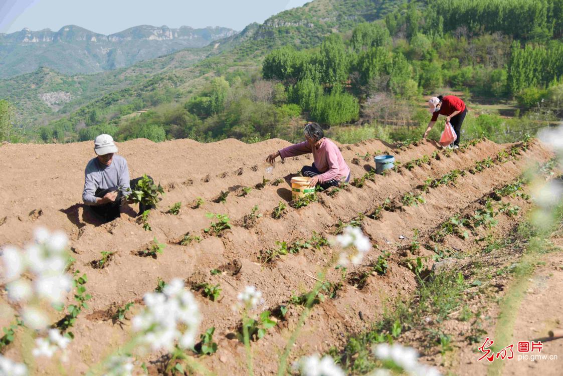 谷雨将至春光好 阡陌耕耘正当时