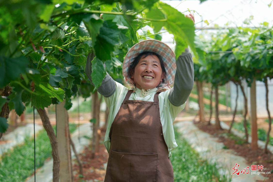 谷雨将至春光好 阡陌耕耘正当时