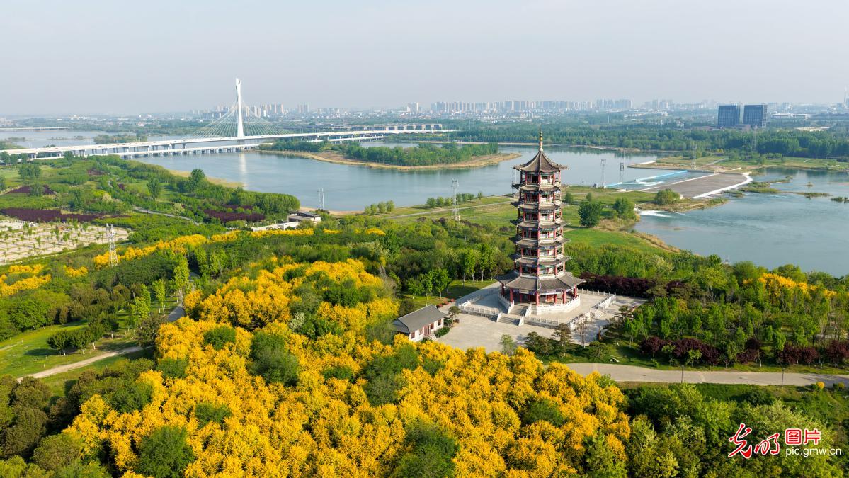 春日滹沱河景如画
