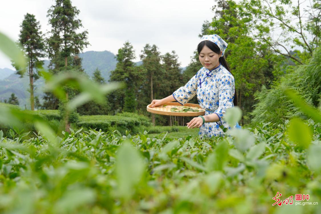 春芽吐翠 满山绿意