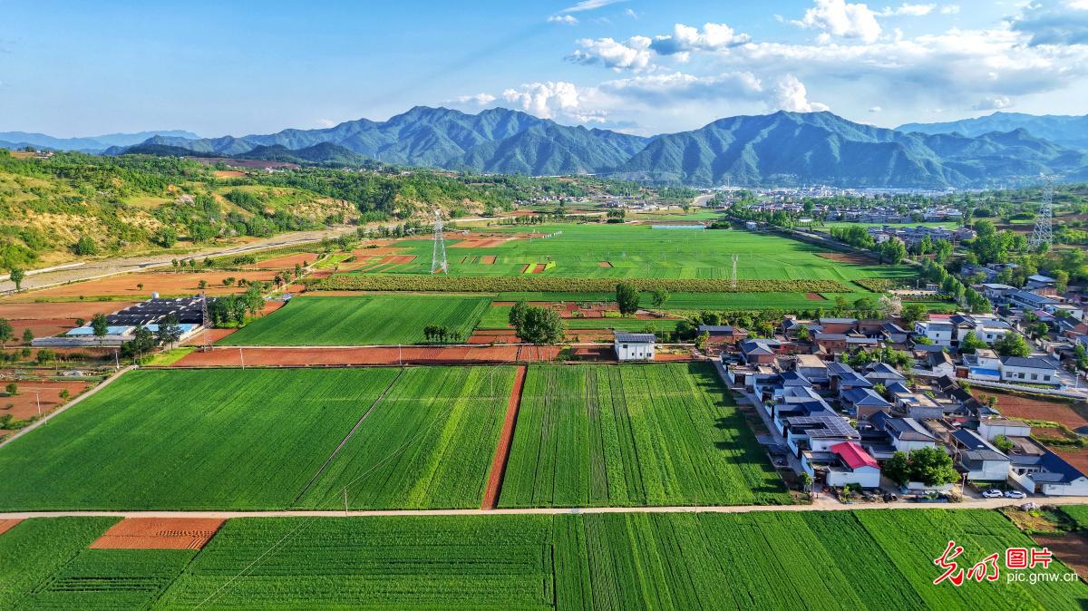 麦浪铺展 丰收在望