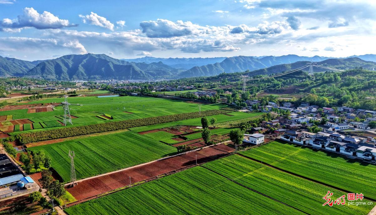 麦浪铺展 丰收在望