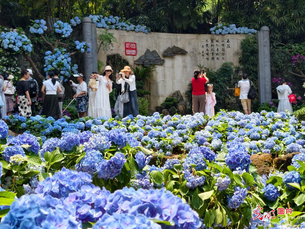 繁花催热春日文旅 赏花经济焕发活力