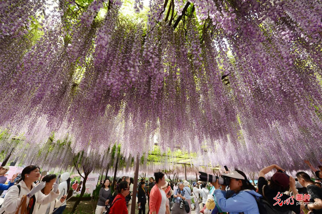 繁花催热春日文旅 赏花经济焕发活力
