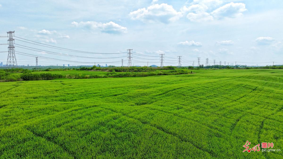 厚植乡村底色 绽放振兴生机