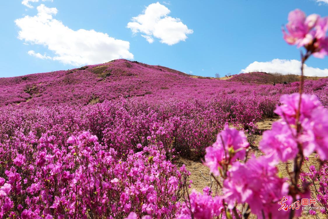 青山漫芳菲