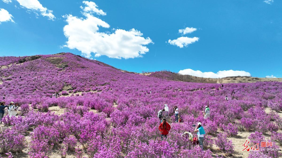 青山漫芳菲