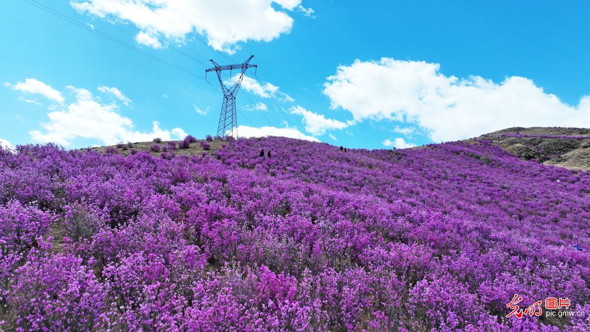 青山漫芳菲